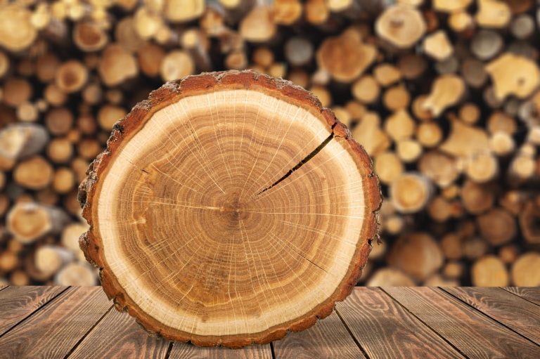 Baumscheiben in verschiedenen Größen und Holzarten Baumscheiben in verschiedenen Größen und Holzarten
